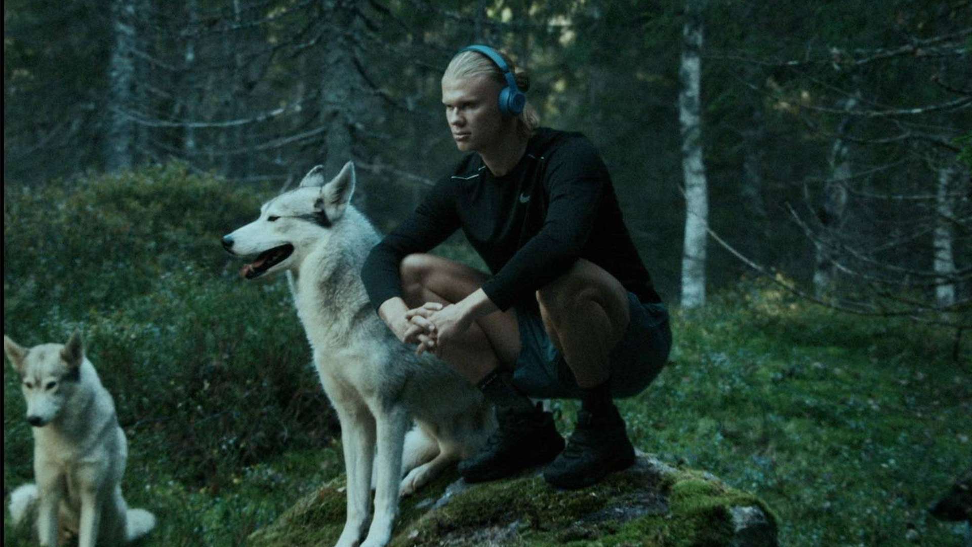 其丰富的冠 其丰富的冠